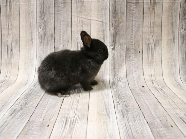 Netherland Dwarf-RABBIT-Male--26618-Petland Racine, Wisconsin