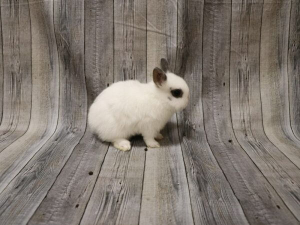Netherland Dwarf-RABBIT-Male--26617-Petland Racine, Wisconsin