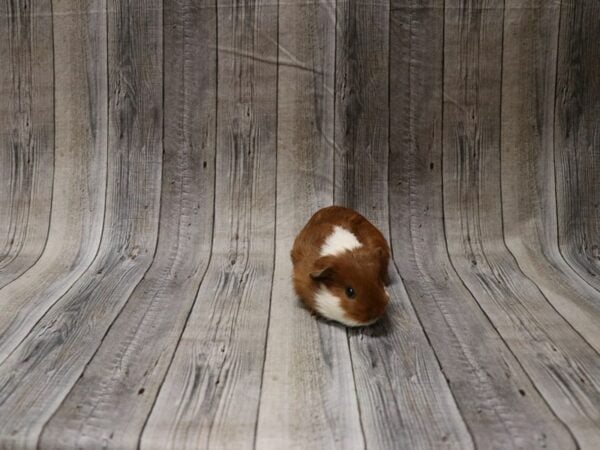 American Guinea Pig-GUINEA PIG-Male--26592-Petland Racine, Wisconsin