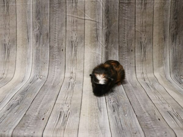 Crested-GUINEA PIG-Female--26589-Petland Racine, Wisconsin