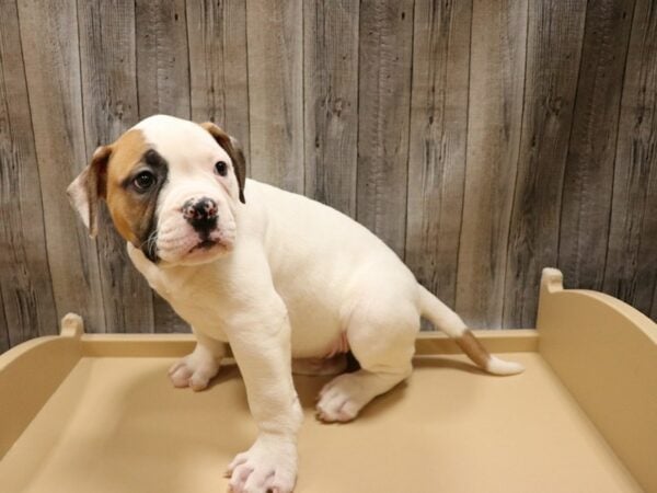 American Bulldog DOG Male 26613 Petland Racine, Wisconsin