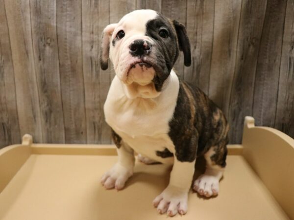 American Bulldog DOG Male 26612 Petland Racine, Wisconsin