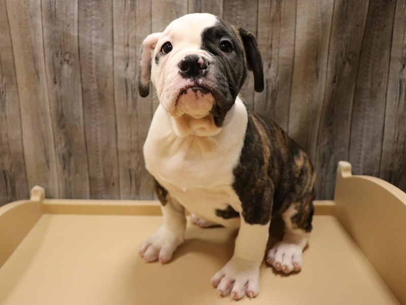 American Bulldog