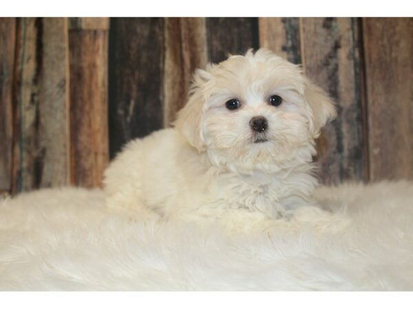 Teddy Bear DOG Female White 16735 Petland Racine, Wisconsin