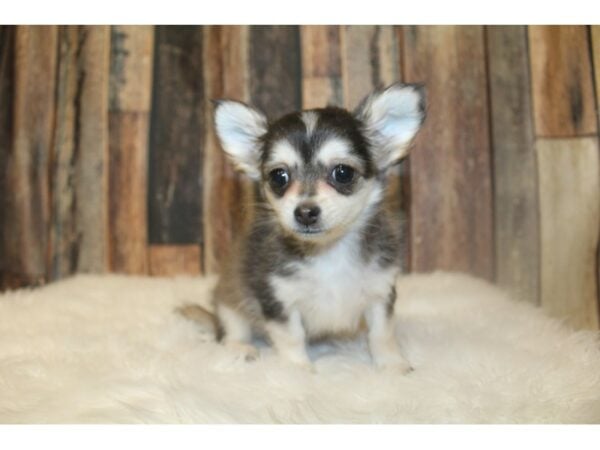 Chihuahua DOG Male Sable / White 16739 Petland Racine, Wisconsin