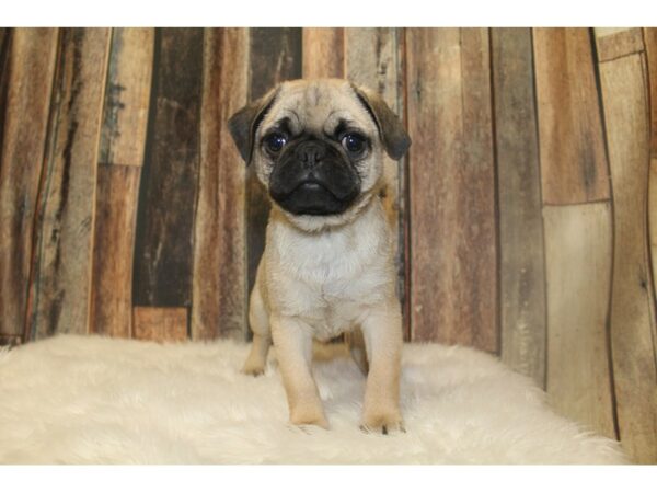 Pug DOG Male Fawn 16740 Petland Racine, Wisconsin