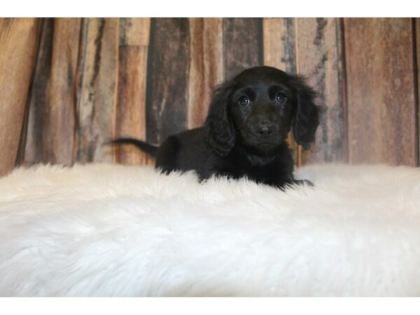 Dachshund-DOG-Male-Black-16744-Petland Racine, Wisconsin