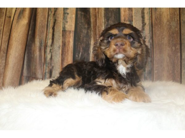 Cocker Spaniel DOG Male Chocolate and Tan 16745 Petland Racine, Wisconsin