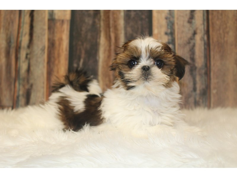 Shih Tzu