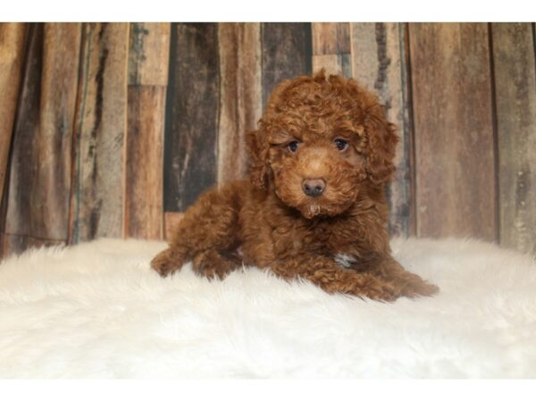 Poodle-DOG-Male-Red-16747-Petland Racine, Wisconsin