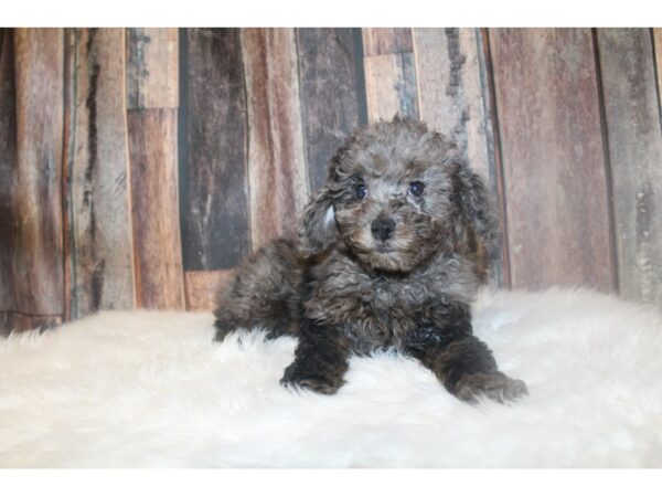 Poodle-DOG-Female-Blue Merle-16748-Petland Racine, Wisconsin