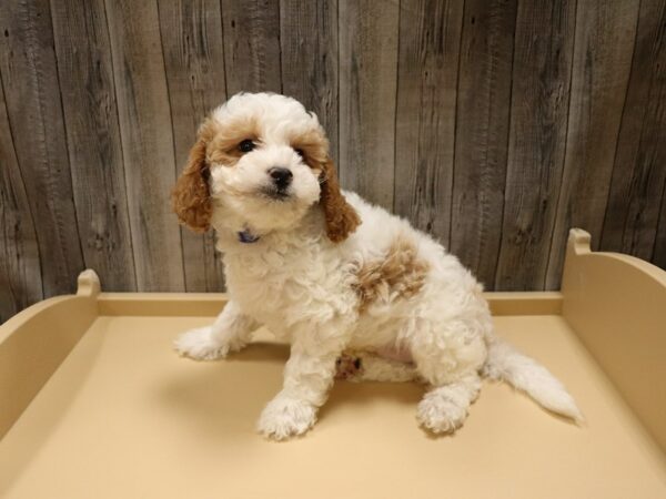 Goldendoodle Mini 2nd Gen DOG Male Apricot 26646 Petland Racine, Wisconsin