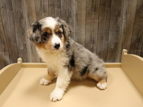 Miniature American Shepherd DOG Female Blue Merle 26645 Petland Racine, Wisconsin