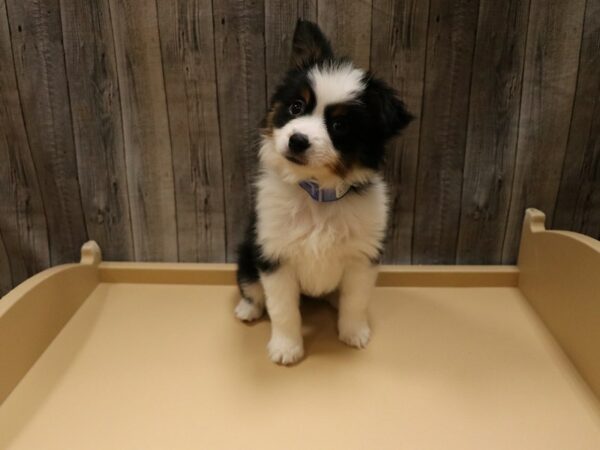 Miniature American Shepherd DOG Male Black 26642 Petland Racine, Wisconsin