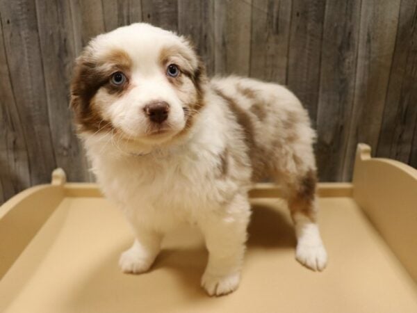 Miniature American Shepherd DOG Male Red Merle 26641 Petland Racine, Wisconsin