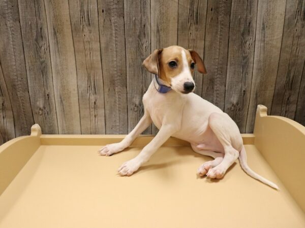 Italian Greyhound DOG Male White / Blue Fawn 26640 Petland Racine, Wisconsin