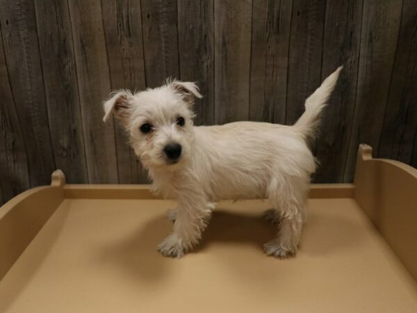 West Highland White Terrier DOG Female White 26637 Petland Racine, Wisconsin