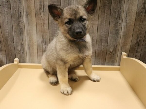 Norwegian Elkhound-DOG-Male-Black / Silver-26635-Petland Racine, Wisconsin