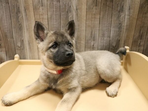 Norwegian Elkhound DOG Female Black / Silver 26634 Petland Racine, Wisconsin