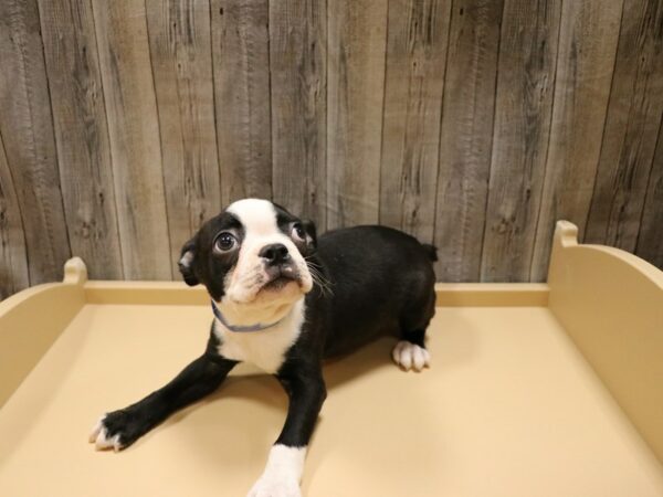Boston Terrier-DOG-Male-Black / White-26633-Petland Racine, Wisconsin