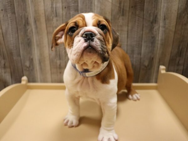 Beabull 2nd Gen-DOG-Male-Red / White-26631-Petland Racine, Wisconsin