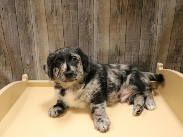 Mini Labradoodle DOG Male Blue Merle 26632 Petland Racine, Wisconsin