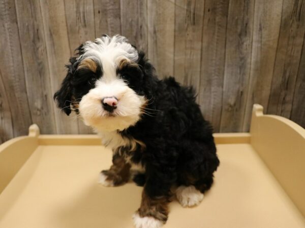 Mini Bernadoodle 2nd Gen-DOG-Male-Tri-Colored-26629-Petland Racine, Wisconsin