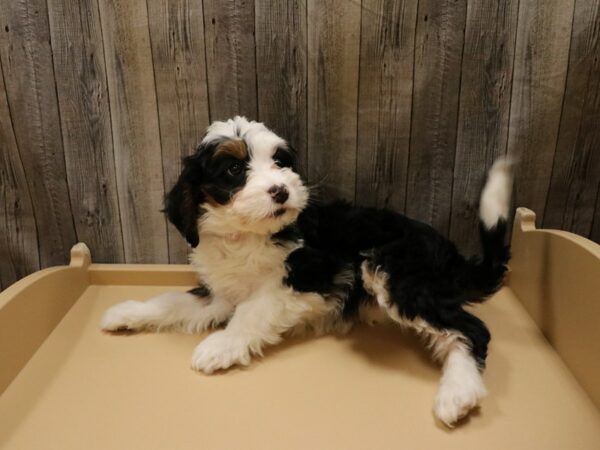 Mini Bernadoodle 2nd Gen-DOG-Female-Tri-Colored-26630-Petland Racine, Wisconsin