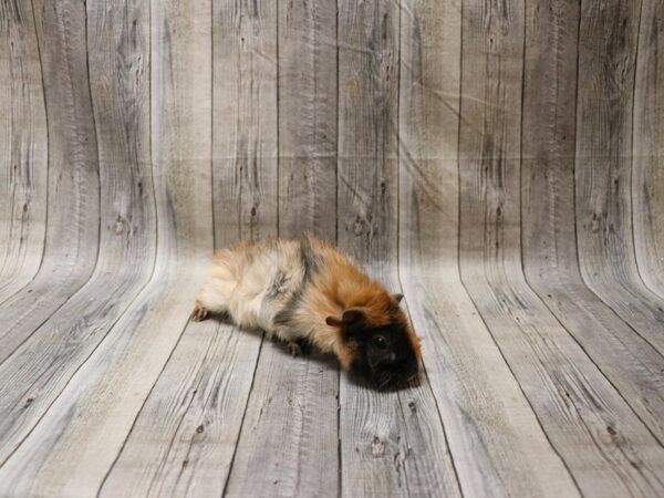 Abyssinian Guinea Pig GUINEA PIG Female 26621 Petland Racine, Wisconsin