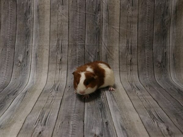 American Guinea Pig GUINEA PIG Male 26626 Petland Racine, Wisconsin