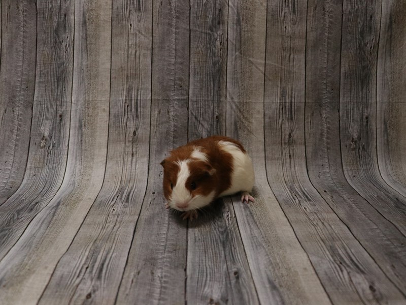 American Guinea Pig