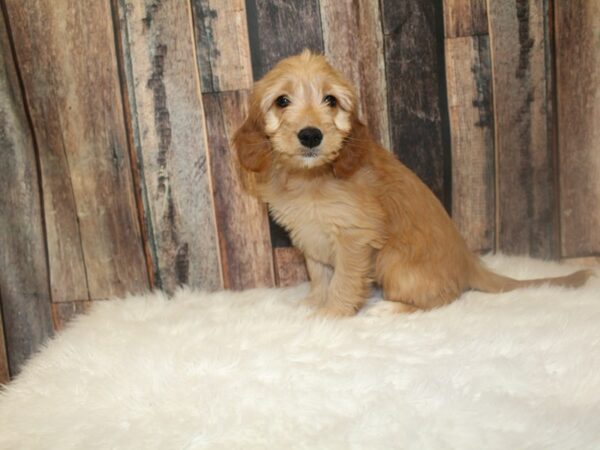 Goldendoodle Mini DOG Female Golden 16752 Petland Racine, Wisconsin