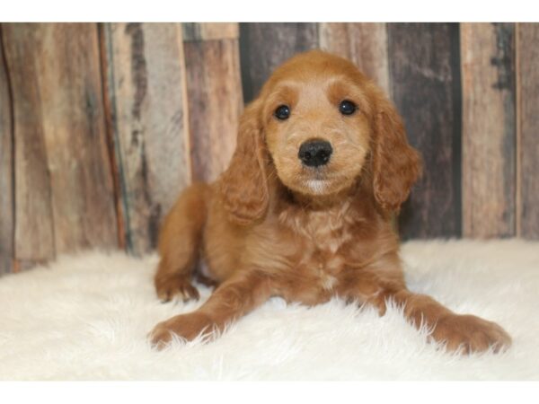 Goldendoodle Mini DOG Male Golden 16754 Petland Racine, Wisconsin