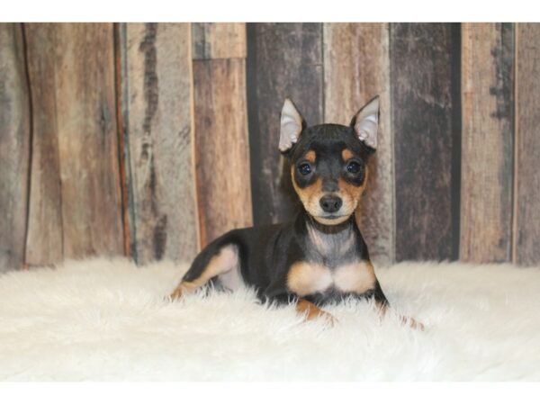 Miniature Pinscher DOG Male Black / Tan 16755 Petland Racine, Wisconsin