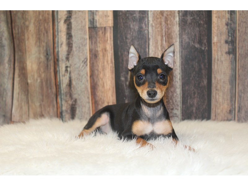 Miniature Pinscher