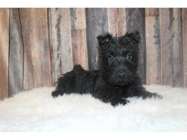 Scottish Terrier DOG Male Black 16759 Petland Racine, Wisconsin