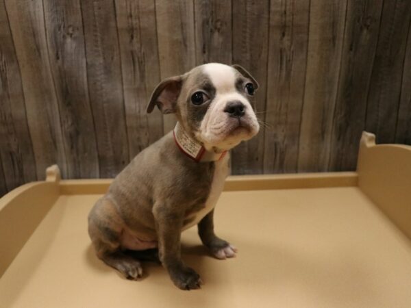 Boston Terrier-DOG-Male-BLU & WHT-26673-Petland Racine, Wisconsin