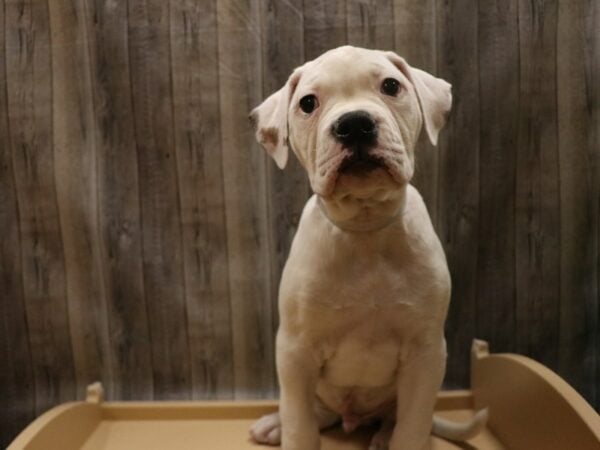 American Bulldog DOG Male WHITE 26672 Petland Racine, Wisconsin