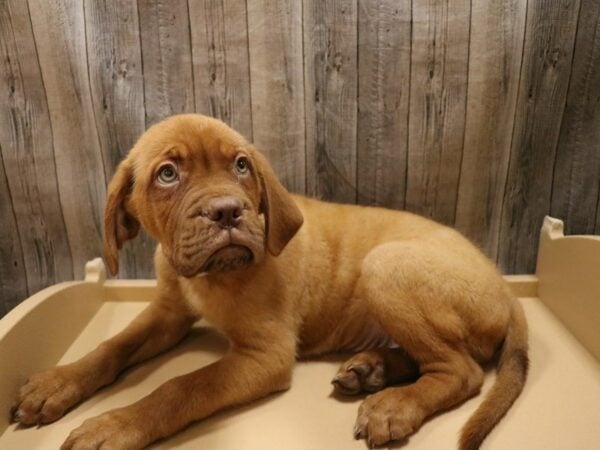 Dogue de Bordeaux DOG Male RED 26671 Petland Racine, Wisconsin