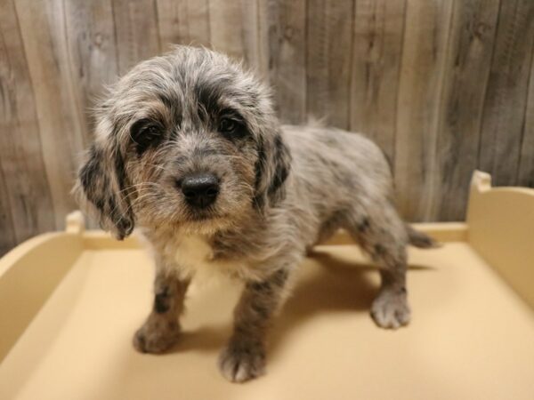 Mini Labradoodle DOG Female Blue Merle 26670 Petland Racine, Wisconsin