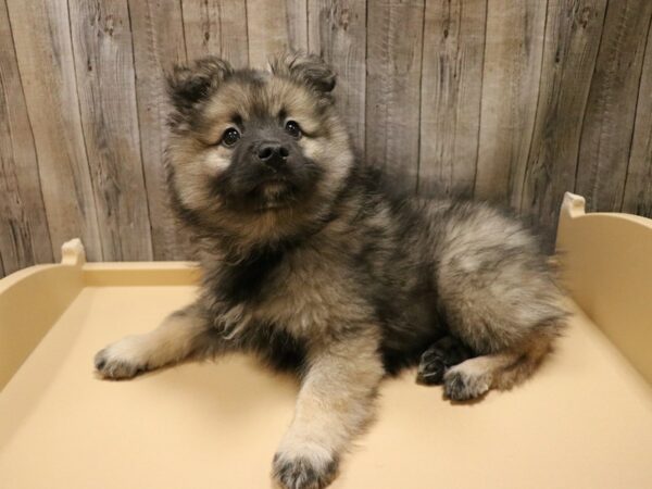 American Eskimo Dog/ Keeshond-DOG-Male-Black / Silver-26669-Petland Racine, Wisconsin