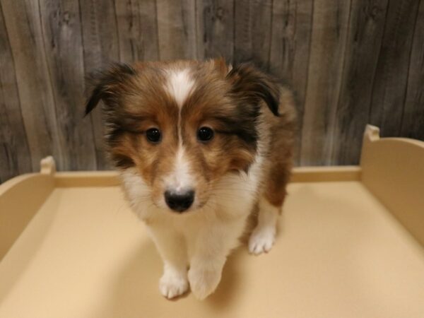 Shetland Sheepdog DOG Female Sable / White 26668 Petland Racine, Wisconsin