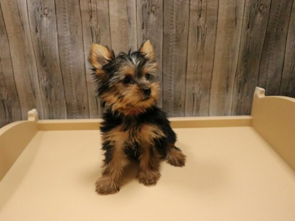 Yorkshire Terrier DOG Female Black / Tan 26665 Petland Racine, Wisconsin