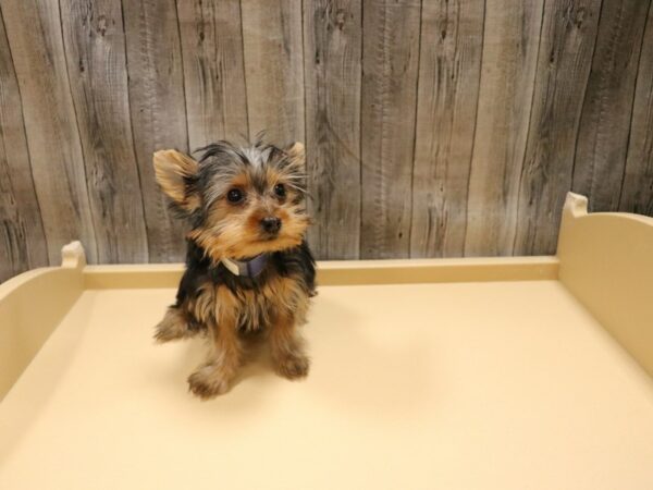 Yorkshire Terrier DOG Male Black / Tan 26664 Petland Racine, Wisconsin