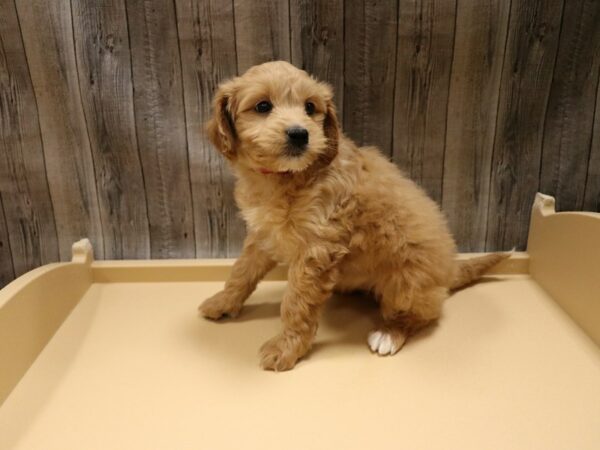 Mini Goldendoodle 2nd Gen-DOG-Female-Tan-26663-Petland Racine, Wisconsin