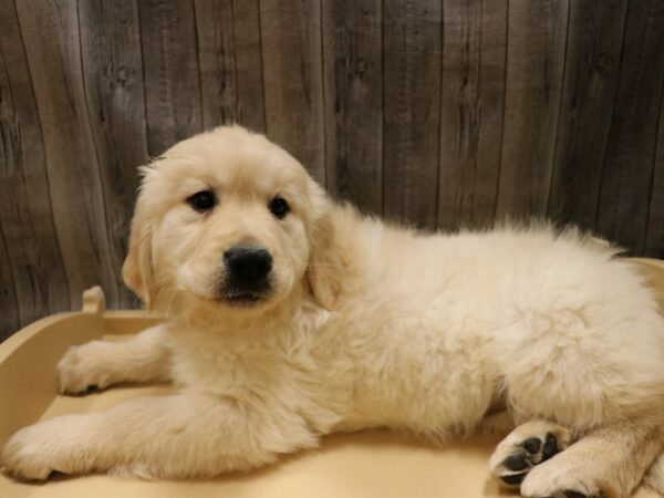 Golden Retriever-DOG-Female-Golden-26662-Petland Racine, Wisconsin
