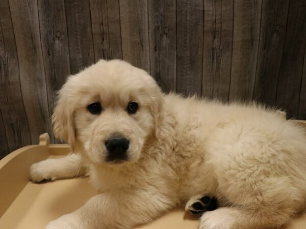 Golden Retriever-DOG-Male-Golden-26660-Petland Racine, Wisconsin