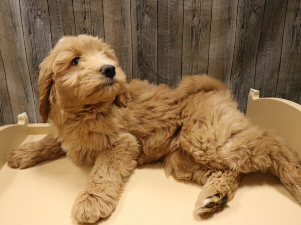 Goldendoodle 2nd Gen DOG Male Cream 26661 Petland Racine, Wisconsin