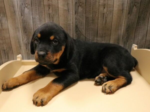 Rottweiler DOG Female Black / Tan 26659 Petland Racine, Wisconsin