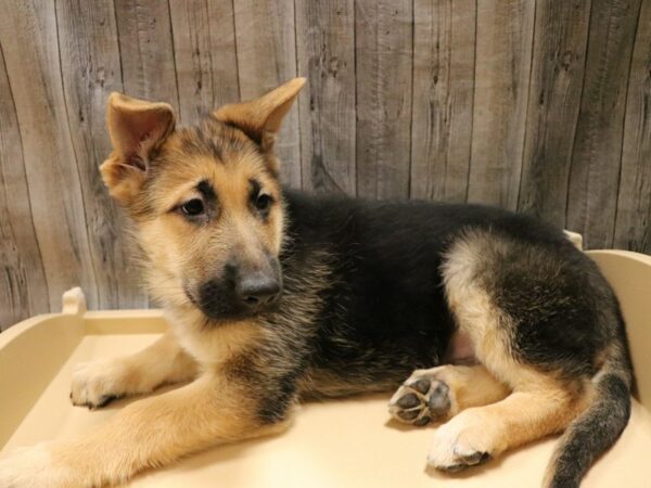 German Shepherd DOG Female Black / Tan 26658 Petland Racine, Wisconsin